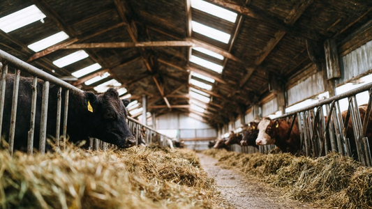 The Best LED Lighting Solutions for Farms, Ranches, and Barns